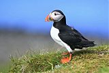 Atlantic Puffinborder=